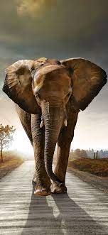 Elephant iPhone Wallpapers - 4k, HD ...