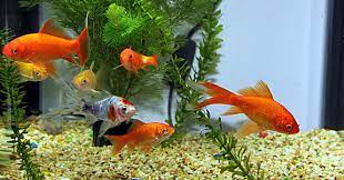 Виж над【316】 обяви за рибки за аквариум с цени от 1 лв. Doverie Mebeli Surov Akvarium S Ribki Pleasure Travel It