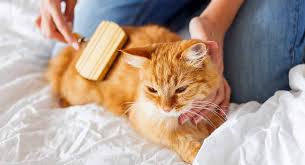 They are ideal for all coat types and quickly freshen up the coat as they cover a large surface. Best Cat Brush Find The Best Brush For Your Cat
