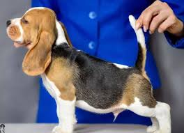 beagle famous bread pedigree dogs