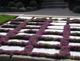 creeping thyme guide how to plant