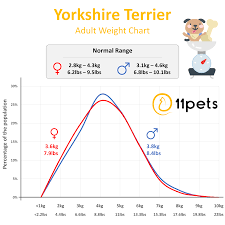 Typical Weight For Yorkshire Terrier Dogs 11pets Pet
