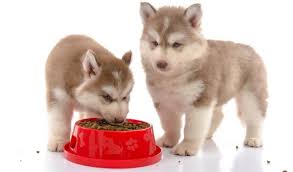 top 5 best dog food for husky puppies