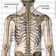 Related posts of rib cage diagram with organs anatomy of human stomach. Anatomy Stock Images Torso Ribcage Ribs Costae Costal Floating Rib Costotransverse Joint Transverse Process Back Skin