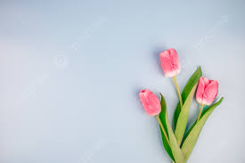 tulips background flowers wallpaper and