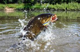 Learn more about species that can be caught in these bodies of water, places to buy fishing gear, fishing licenses, boat ramps, best times to fish , and more. Spring Bass Fishing Lures Fishing Techniques Locations More Koa Camping Blog