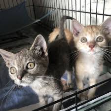 Because of the influx of cats from the middle river case, some animals were being kept it what is normally a classroom, and in other, nontraditional. Adopt Kitten Duo From Orange County Animal Services Orlando Sentinel