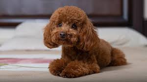 toy poodle dog breed health and care