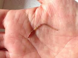 a lumbricus rubellus earthworm