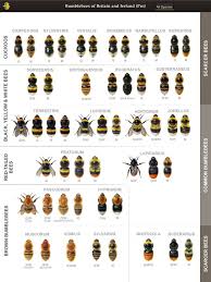 Bumblebee Field Guide App Released Birdguides