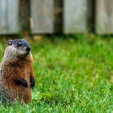 get rid of a groundhog in the garden