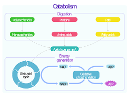 Biochemical Metabolic Pathway Map Diagram Glucose
