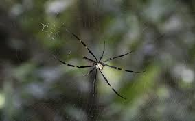 orb weaver spiders dangerous or not