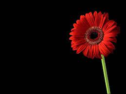 Black and Red Flower Wallpapers - Top ...