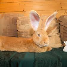 a rescue rabbit the size of a small dog