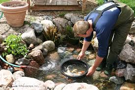 Successfully Clean Your Pond For Spring
