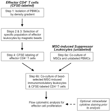 Flow Chart For Assessment Of Msc Induced Leukocyte