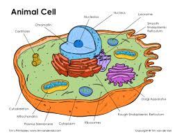 However, both of them are eukaryotic cells. Animal Cell Diagram Tim S Printables