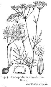 Conopodium majus - Wikipedia