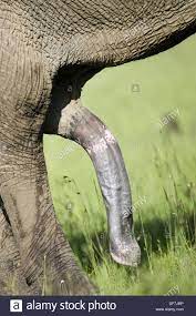 Pene de elefante Fotografía de stock - Alamy