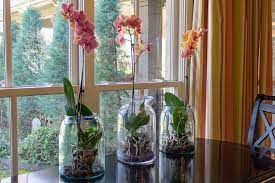 Orchids Under Glass Miss Kopy Kat
