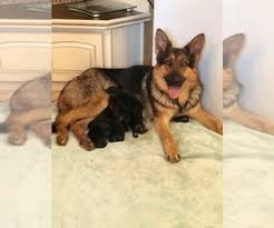 Our gsd puppies not only our akc german shepherd puppies are sold with full registration. View Ad German Shepherd Dog Litter Of Puppies For Sale Near Alabama Greenville Usa Adn 197574