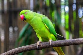 green parrot images browse 260 600