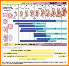 Pregnancy Calendar With Pictures Enve Calendars