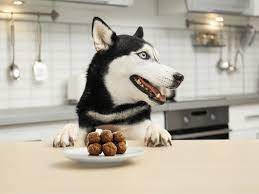 homemade dog treats for your furry friend