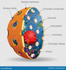 рисунок показывает элементы ядра человеческой ячейки с их именами.  векторное изображение Иллюстрация вектора - иллюстрации насчитывающей  биохимии, икона: 256868987