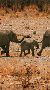 Elephants, family, walk 1242x2688 ...