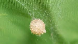 How To Get Rid Of Spider Eggs A