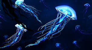 hd desktop wallpaper jellyfish fishes