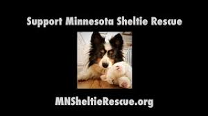 Check out our sheltie puppies selection for the very best in unique or custom, handmade pieces well you're in luck, because here they come. About Us Minnesota Sheltie Rescue