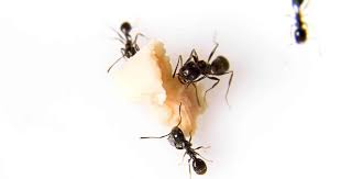 Nontoxic Ways To Get Rid Of Ants