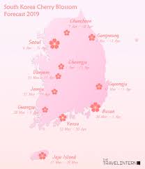 South Korea Cherry Blossom Guide 2019 The Only Guide You