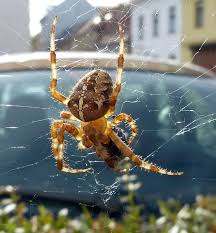 treat bites from common garden spiders