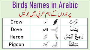 names of birds in arabic birds names