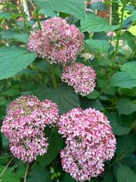 my summer perennial garden