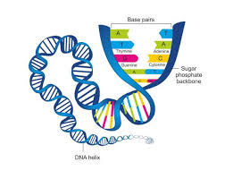 dna structure biology dictionary