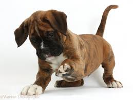 New and used items, cars, real estate, jobs, services, vacation rentals and more virtually 6 boxer puppies for sale in kapuskasing, on. Best 38 Brindle Boxer Wallpaper On Hipwallpaper Brindle Pitbull Wallpaper Brindle Pit Bull Wallpaper And Brindle Boxer Wallpaper