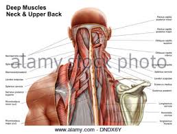 It is located underneath the trapezius and rhomboid muscles. Human Anatomy Showing Deep Muscles In The Neck And Upper Back Stock Photo Alamy