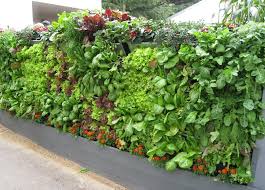 instant vertical gardens greenwall