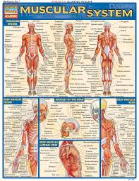 The muscle fibers' highly specialized structure enables the muscles to relax and contract to produce movement. Muscular System Quick Study Academic Barcharts Inc 8580001066738 Amazon Com Books