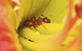 ant bite symptoms home treatment