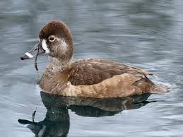 Ring Necked Duck Identification All About Birds Cornell