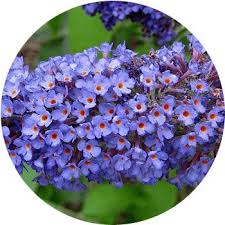 41 types of blue flowers proflowers