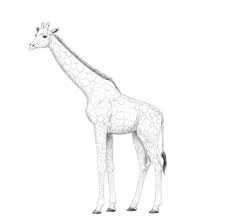 La girafe est un drole danimal. Comment Dessiner Une Girafe Et Un Motif De Girafe Design Et Illustration Developpement De Sites Web Jeux Informatiques Et Applications Mobiles