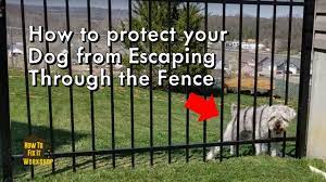 solution to dog escaping through fence