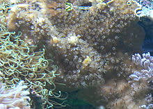 Blue Coral Revolvy